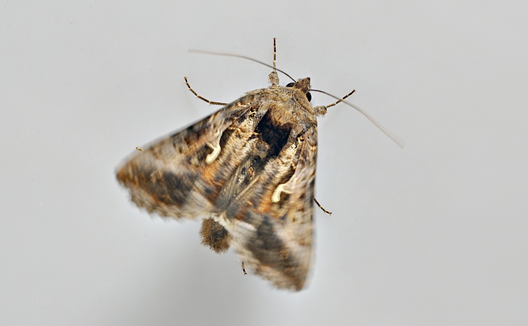 foto A037603, © Adriaan van Os, Corsavy 12-06-2017, altitud 800 m, Autographa gamma