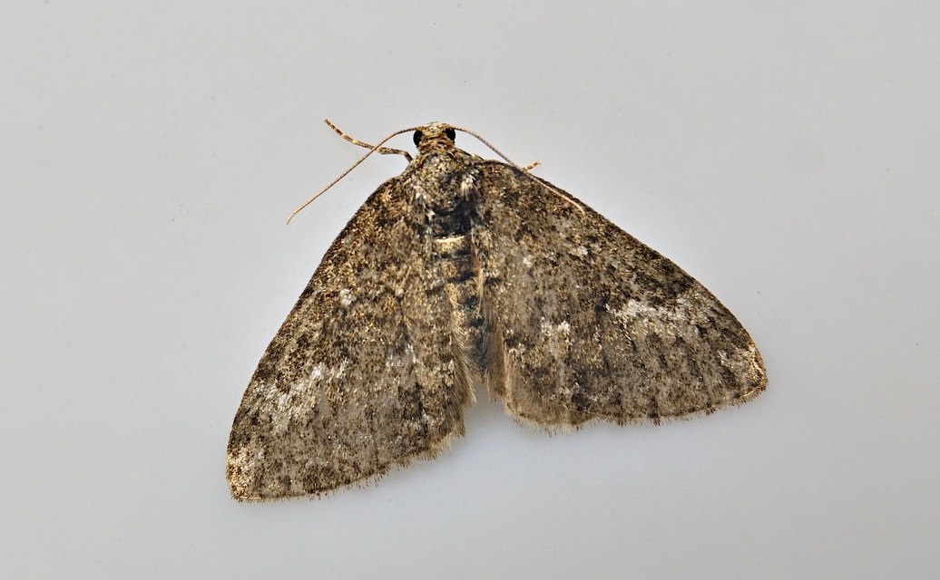 photo A037615, © Adriaan van Os, Corsavy 12-06-2017, altitudo 800 m, Perizoma affinitata ?