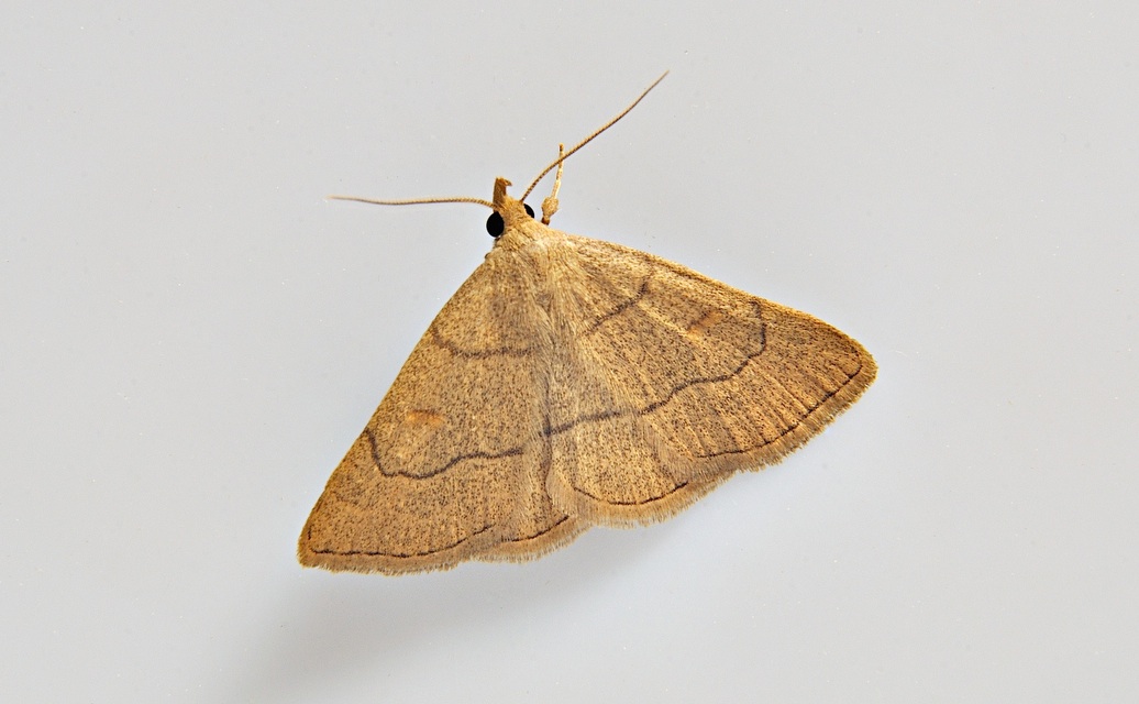 photo A037624, © Adriaan van Os, Corsavy 12-06-2017, altitude 800 m, Paracolax tristalis