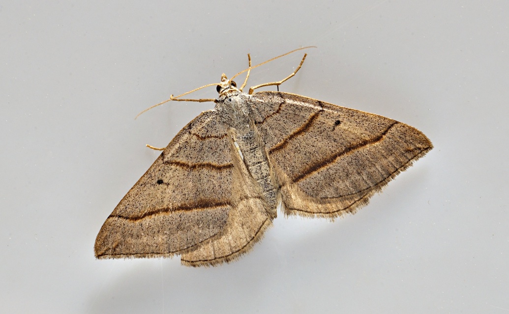 photo A037639, © Adriaan van Os, 58 x 38 (�1) mm, Corsavy 12-06-2017, altitude 800 m, Scotopteryx mucronata