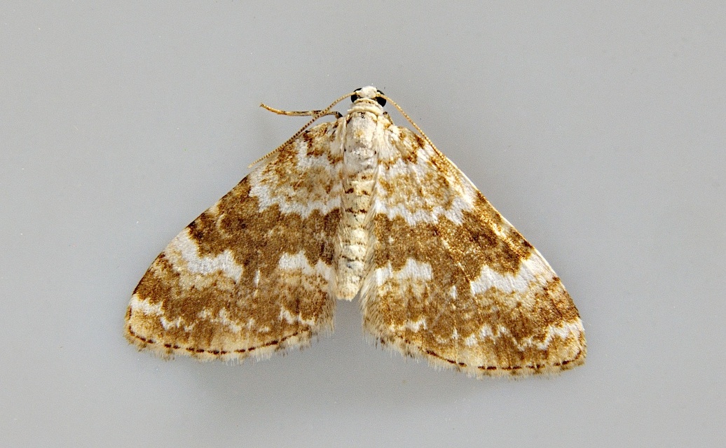 Foto A037683, © Adriaan van Os, Corsavy 12-06-2017, H�he 800 m, Perizoma flavofasciata