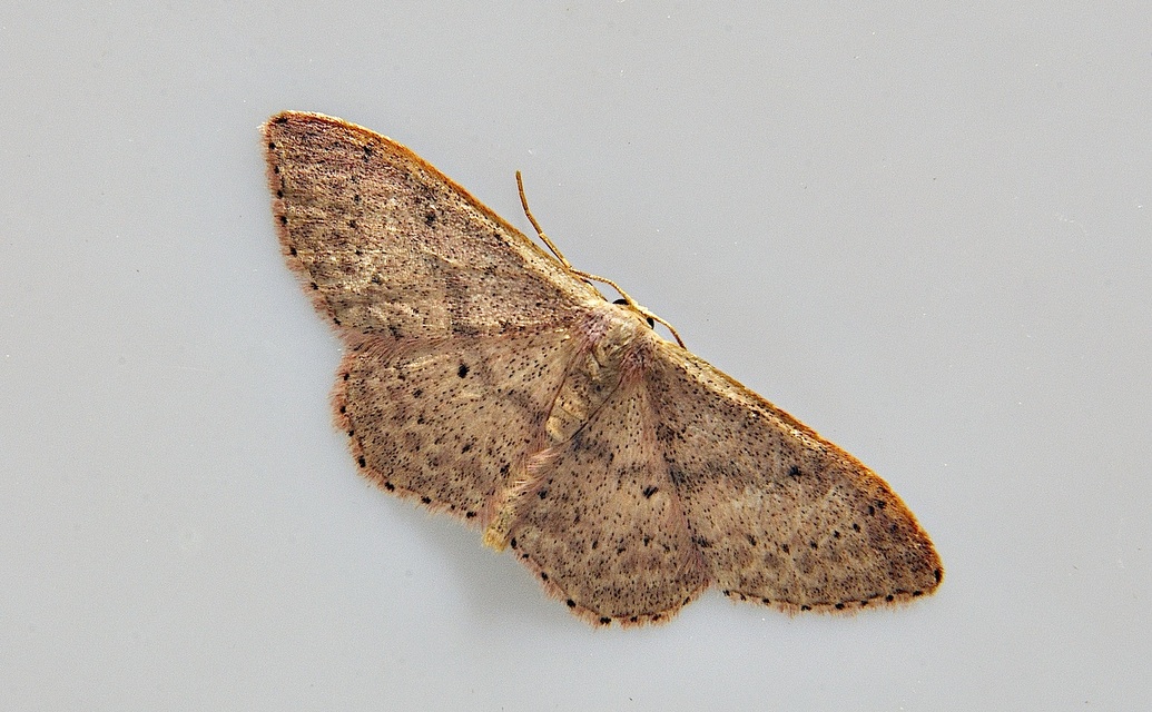 foto A037860, © Adriaan van Os, Corsavy 13-06-2017, altitud 800 m, Idaea predotaria