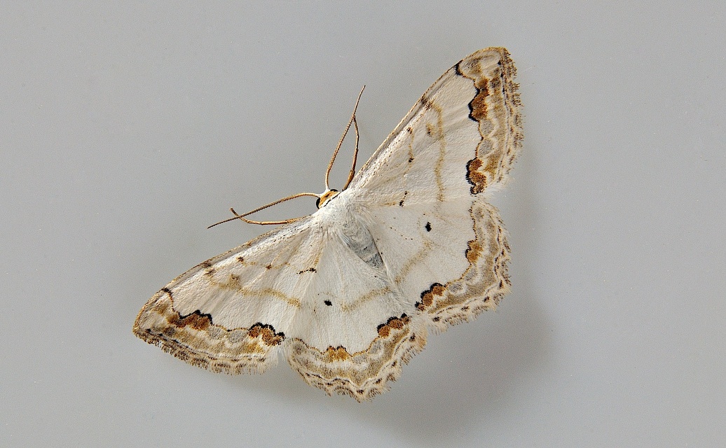 foto A037864, © Adriaan van Os, Corsavy 13-06-2017, altitud 800 m, Scopula ornata