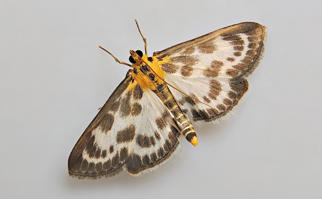 foto A037897, © Adriaan van Os, Corsavy 13-06-2017, hoogte 800 m, Anania hortulata