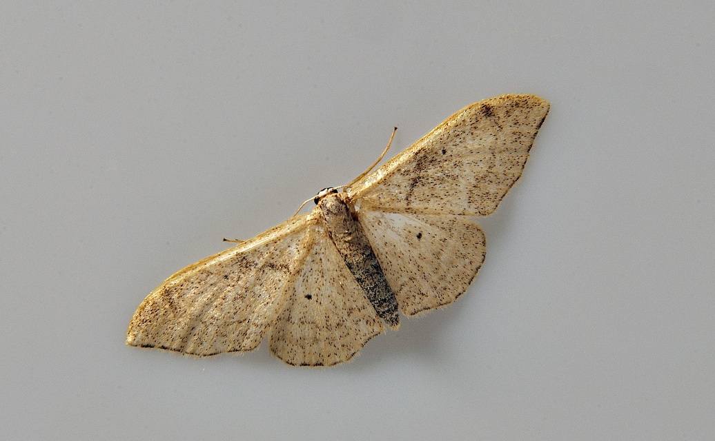 photo A037916, © Adriaan van Os, Corsavy 13-06-2017, altitude 800 m, Idaea fuscovenosa ?