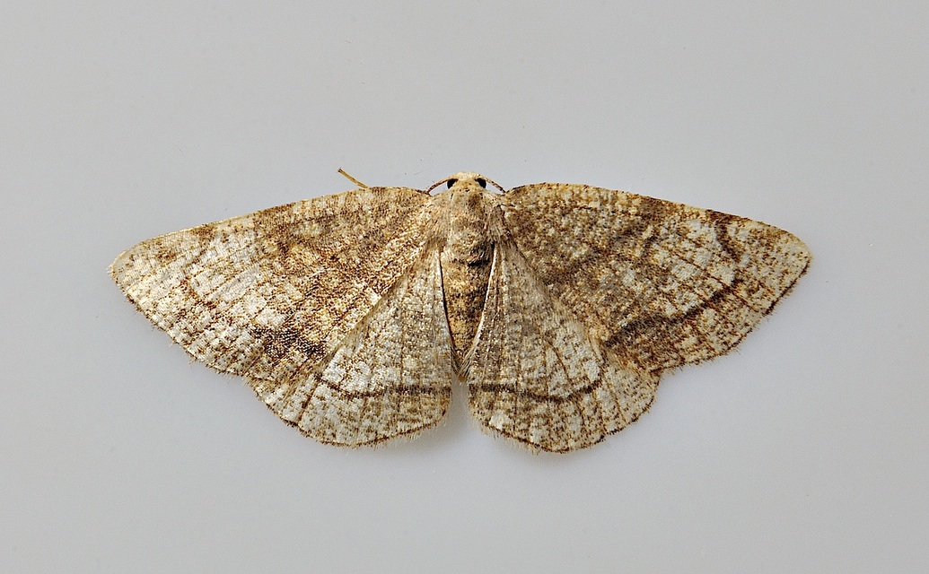 foto A037967, © Adriaan van Os, Corsavy 13-06-2017, hoogte 800 m, Stegania trimaculata