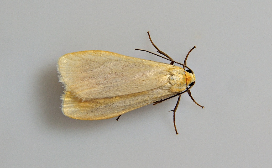 photo A038117, © Adriaan van Os, Corsavy 14-06-2017, altitude 800 m, Eilema sororcula ?