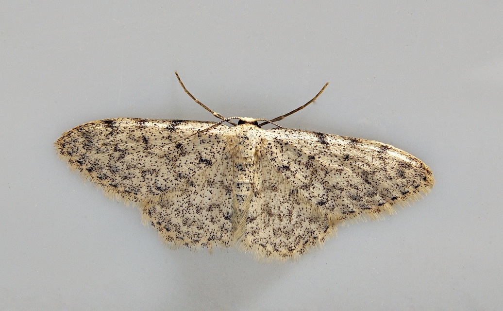 Foto A038203, © Adriaan van Os, Corsavy 14-06-2017, H�he 800 m, Scopula marginepunctata