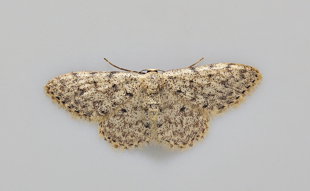 Foto A038317, © Adriaan van Os, Corsavy 14-06-2017, H�he 800 m, Scopula marginepunctata