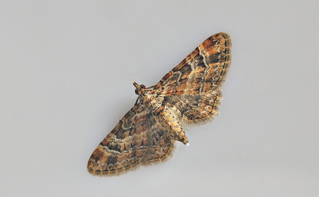 photo A038417, © Adriaan van Os, Corsavy 14-06-2017, altitudo 800 m, Gymnoscelis rufifasciata