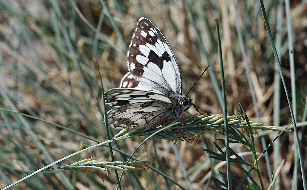 foto A038835, © Adriaan van Os, Corsavy 16-06-2017, altitud 800 m, Melanargia lachesis