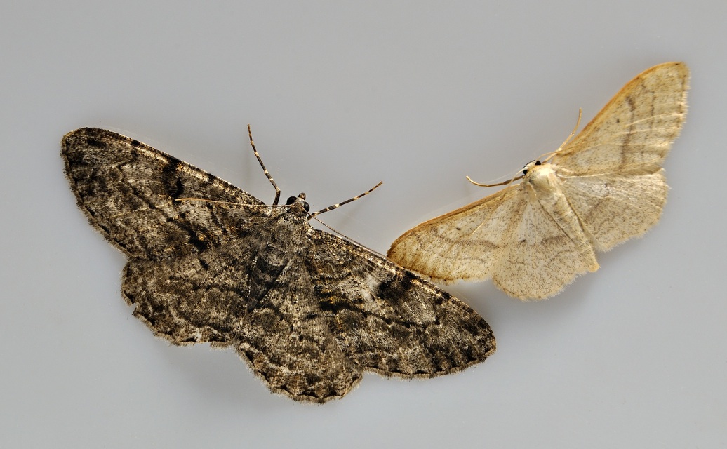 foto A039089, © Adriaan van Os, Corsavy 16-06-2017, hoogte 800 m, Idaea deversaria ? (rechts) met Peribatodes rhomboidaria (links)