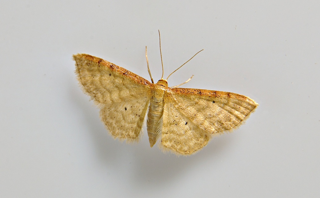 foto A039195, © Adriaan van Os, 47 x 31 (�1) mm, Corsavy 16-06-2017, altitud 800 m, Idaea humiliata