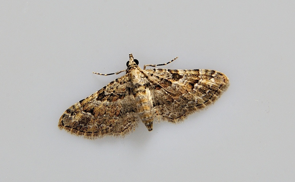 photo A039228, © Adriaan van Os, Corsavy 16-06-2017, altitudo 800 m, Gymnoscelis rufifasciata