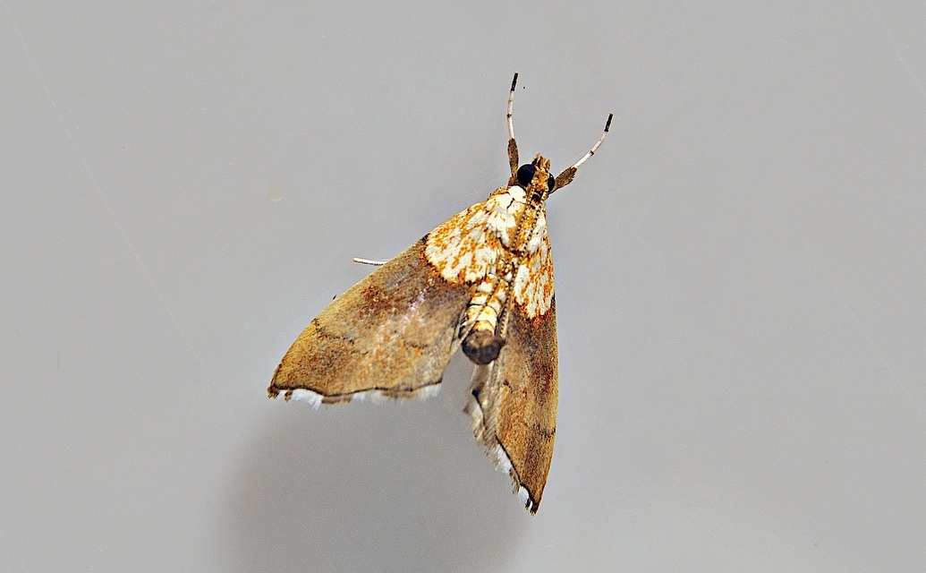photo A039450, © Adriaan van Os, Corsavy 17-06-2017, altitude 800 m, Agrotera nemoralis