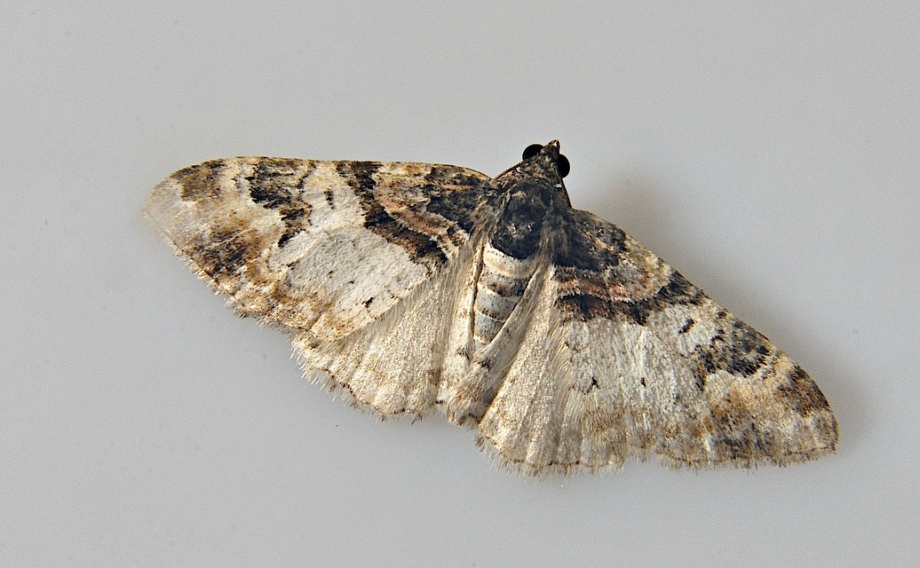 Foto A039730, © Adriaan van Os, Corsavy 17-06-2017, H�he 800 m, Catarhoe cuculata