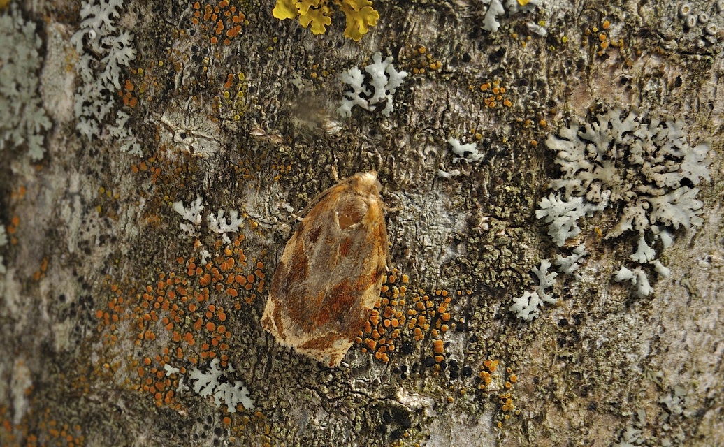 photo A039877, © Adriaan van Os, Corsavy 17-06-2017, altitudo 800 m, Archips crataegana