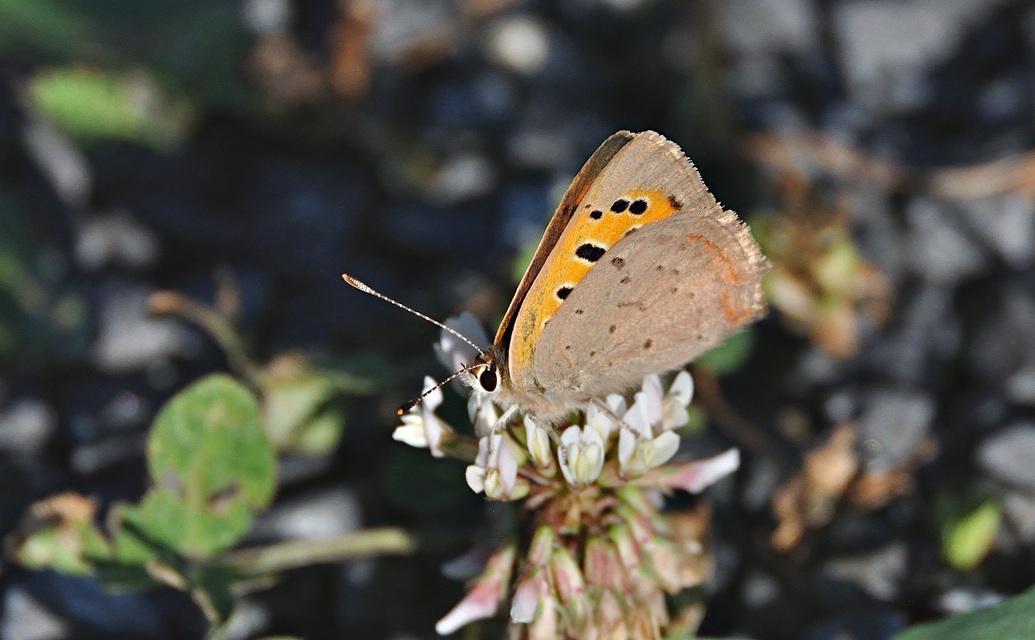 foto A040010, © Adriaan van Os, Corsavy 18-06-2017, altitud 800 m, Lycaena phlaeas