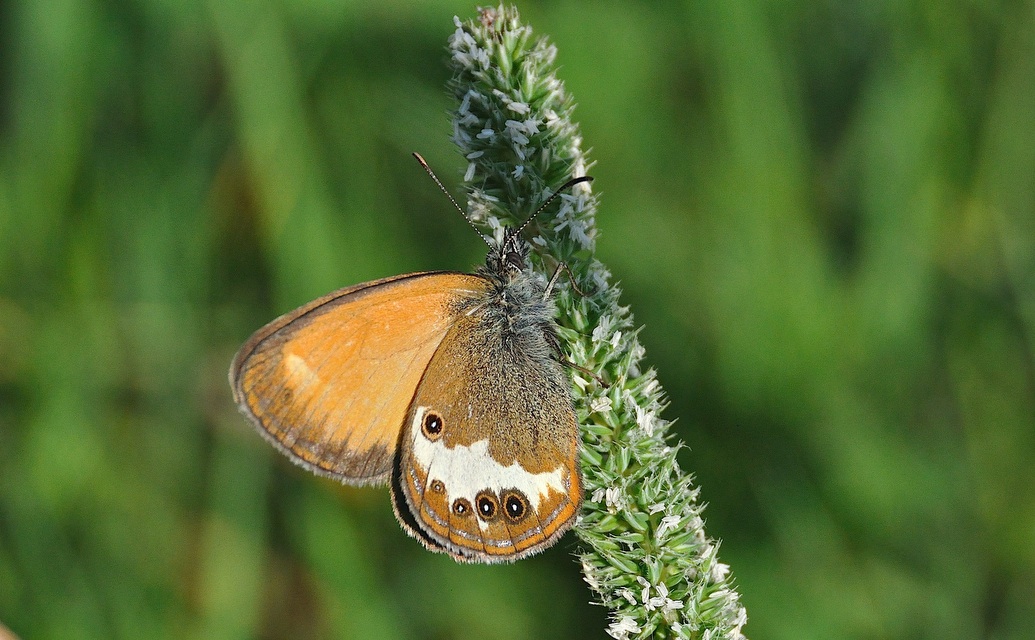 photo A040402, © Adriaan van Os, Corsavy 20-06-2017, altitudo 800 m, Coenonympha arcania