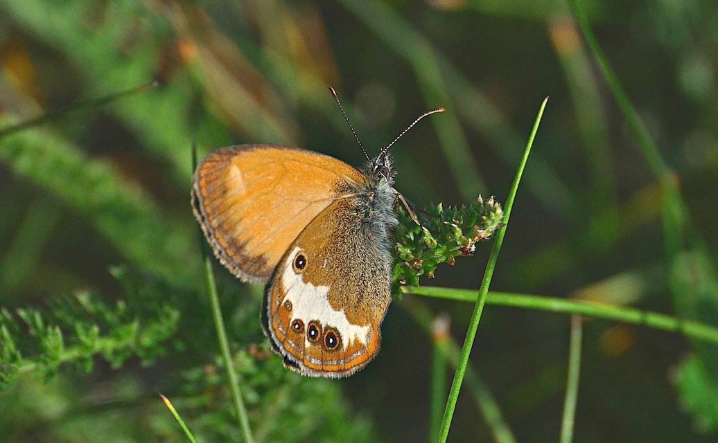 photo A040439, © Adriaan van Os, Corsavy 20-06-2017, altitudo 800 m, Coenonympha arcania