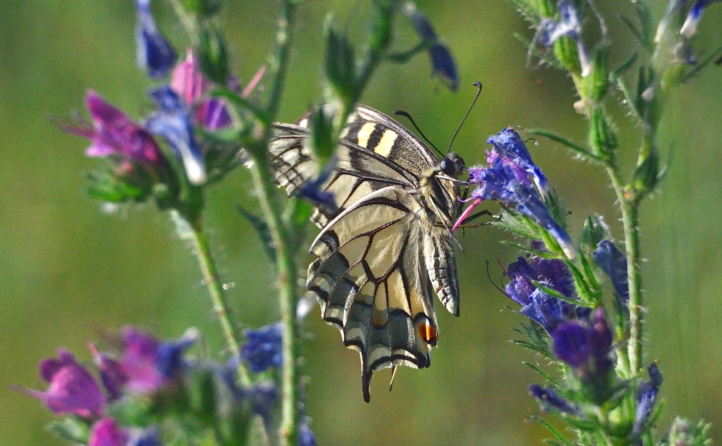 foto A040595, © Adriaan van Os, Corsavy 21-06-2017, altitud 800 m, Papilio machaon