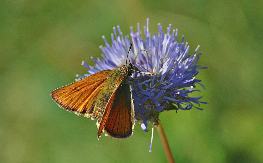 foto A040645, © Adriaan van Os, Corsavy 21-06-2017, altitud 800 m, ♀ Thymelicus lineola ?