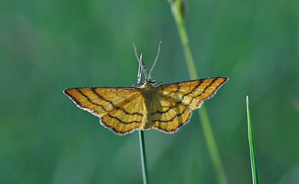 foto A041203, © Adriaan van Os, Corsavy 23-06-2017, altitud 800 m, Idaea aureolaria