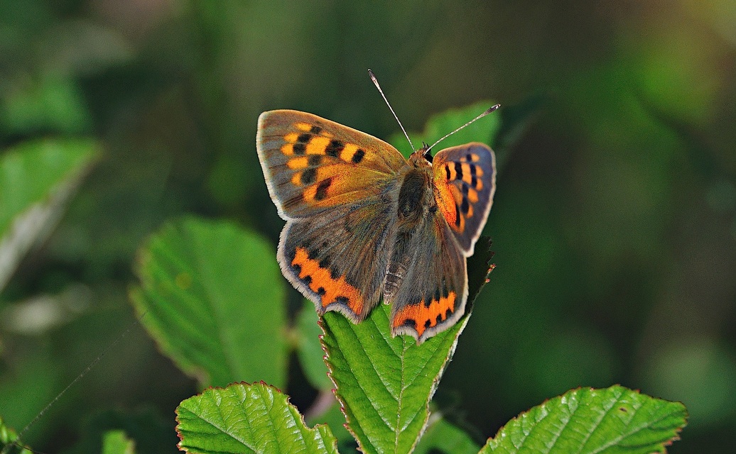 foto A041219, © Adriaan van Os, Corsavy 23-06-2017, altitud 800 m, Lycaena phlaeas