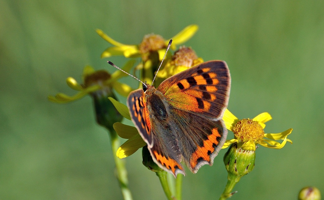 foto A041236, © Adriaan van Os, Corsavy 23-06-2017, altitud 800 m, Lycaena phlaeas