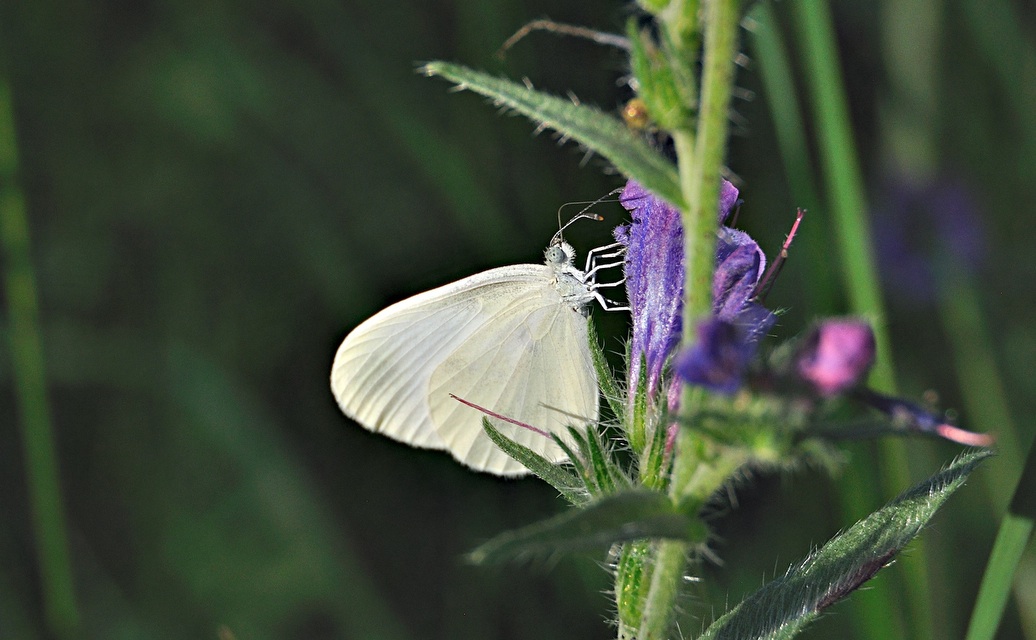 photo A041264, © Adriaan van Os, Corsavy 23-06-2017, altitudo 800 m, Leptidea sinapis