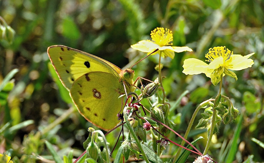 Foto A041559, © Adriaan van Os, Corsavy 24-06-2017, H�he 800 m, Colias hyale oder Colias alfacariensis
