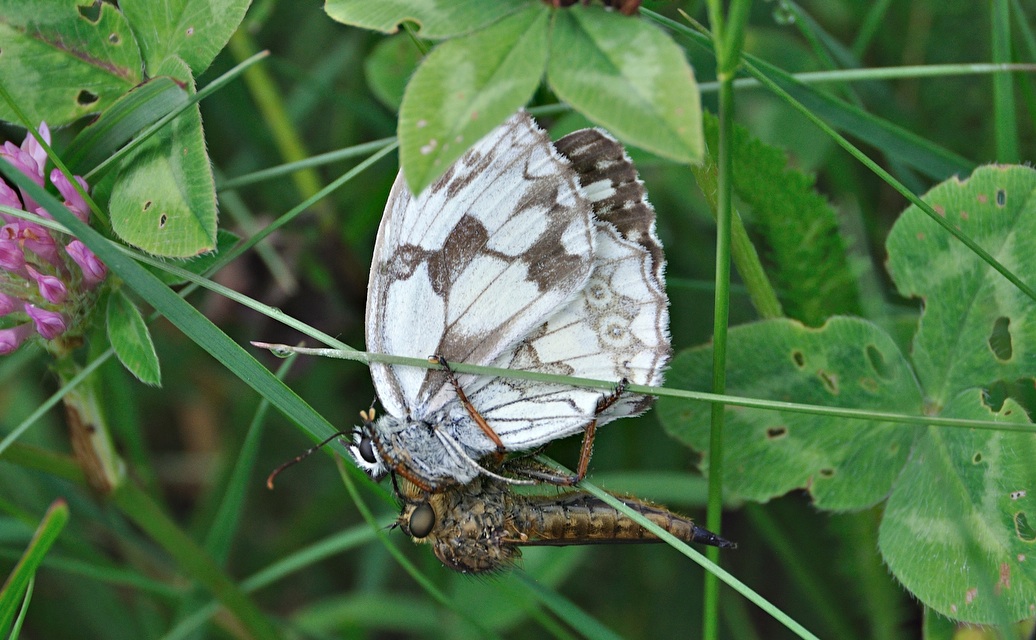 foto A042067, © Adriaan van Os, Corsavy 25-06-2017, altitud 800 m, Melanargia lachesis, captura