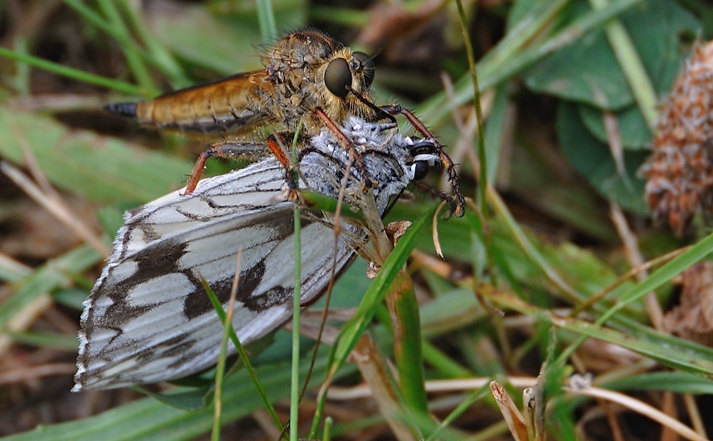 foto A042070, © Adriaan van Os, Corsavy 25-06-2017, altitud 800 m, Melanargia lachesis, captura