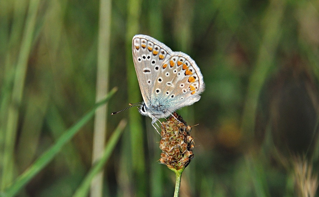 foto A042125, © Adriaan van Os, Corsavy 26-06-2017, hoogte 800 m, Polyommatus icarus