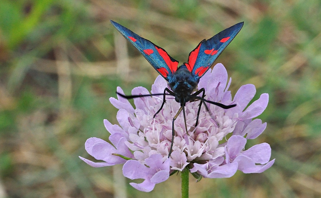 foto A042550, © Adriaan van Os, Corsavy 27-06-2017, altitud 1300 m, Zygaena lonicerae ?