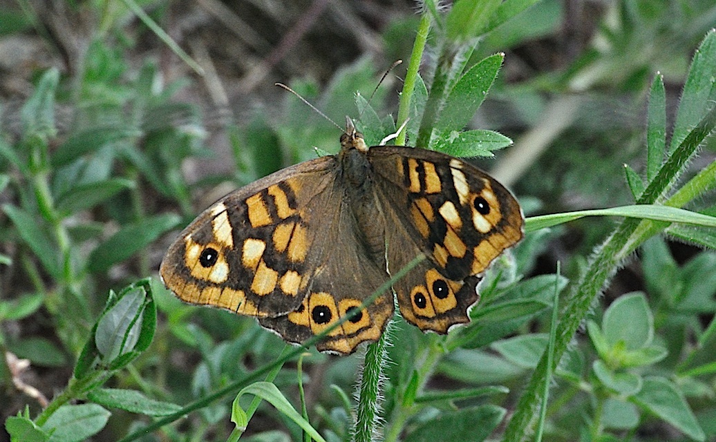foto A042571, © Adriaan van Os, Corsavy 27-06-2017, altitud 1300 m, ♀ Pararge aegeria