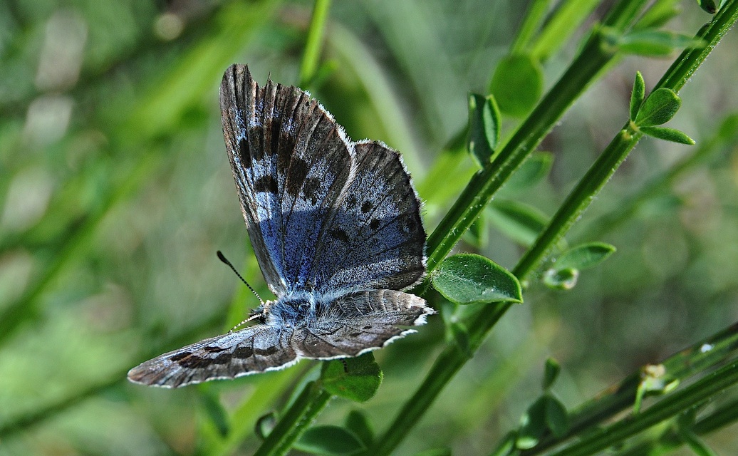 foto A042877, © Adriaan van Os, Corsavy 01-07-2017, hoogte 1300 m, ♀ Phengaris arion obscura