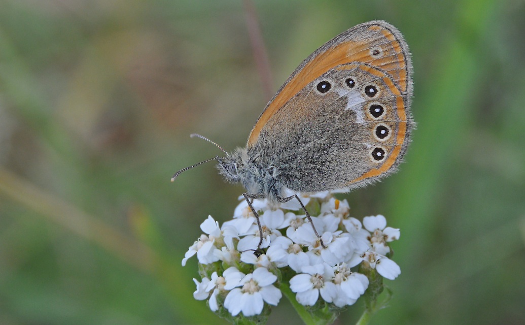 foto A043030, © Adriaan van Os, Corsavy 01-07-2017, altitud 1350 m, Coenonympha glycerion Iphioides