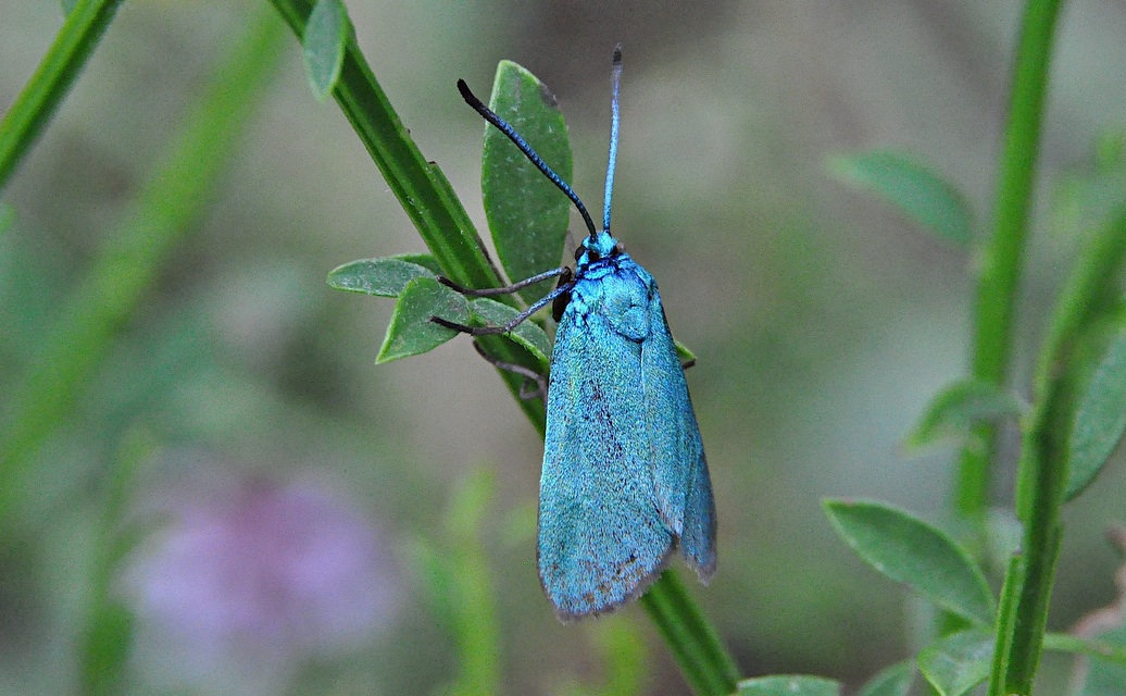 photo A043066, © Adriaan van Os, Corsavy 01-07-2017, altitude 1300 m, Adscita statices ?