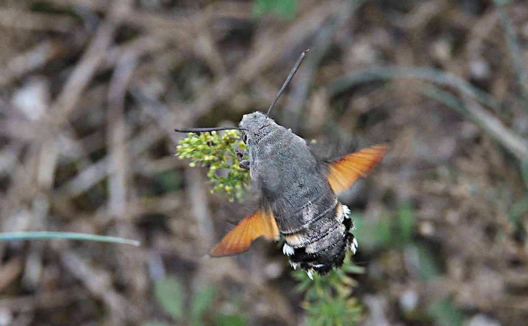photo A043184, © Adriaan van Os, Corsavy 01-07-2017, altitude 800 m, Macroglossum stellatarum