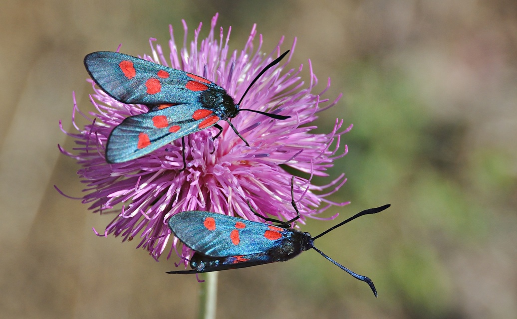 foto A043507, © Adriaan van Os, Corsavy 02-07-2017, altitud 1300 m, Zygaena lonicerae o Zygaena filipendulae