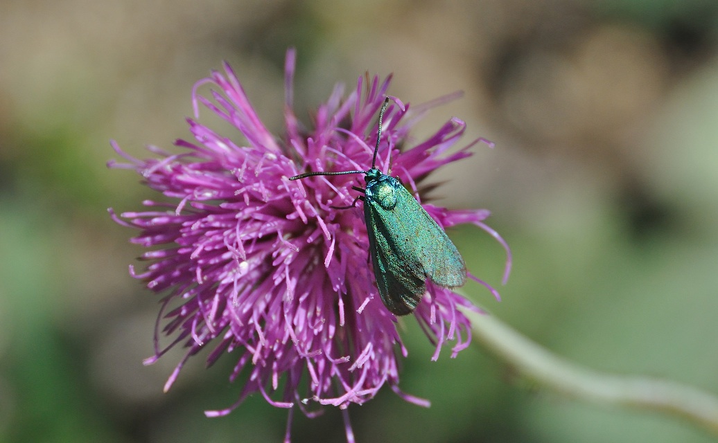 photo A043531, © Adriaan van Os, Corsavy 02-07-2017, altitude 1300 m, Adscita statices ?