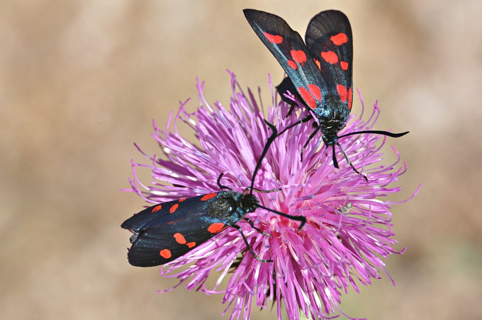 foto A043620, © Adriaan van Os, Corsavy 02-07-2017, altitud 1300 m, Zygaena lonicerae o Zygaena filipendulae