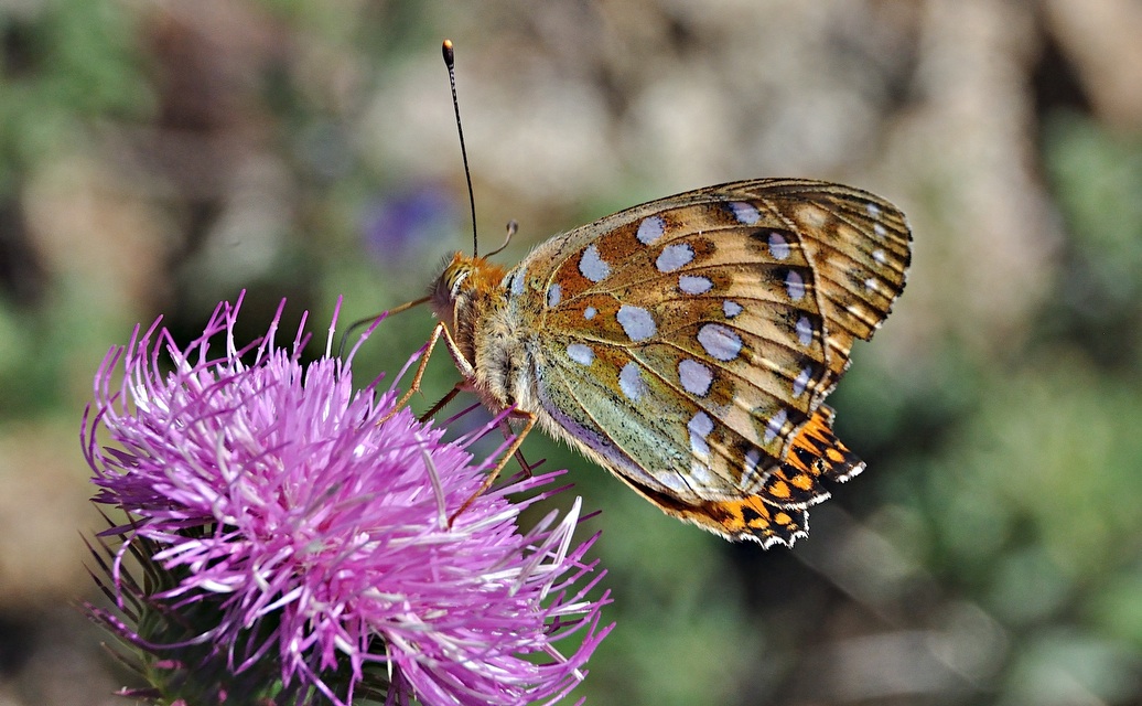 photo A044017, © Adriaan van Os, Corsavy 02-07-2017, altitudo 1300 m, Argynnis aglaja