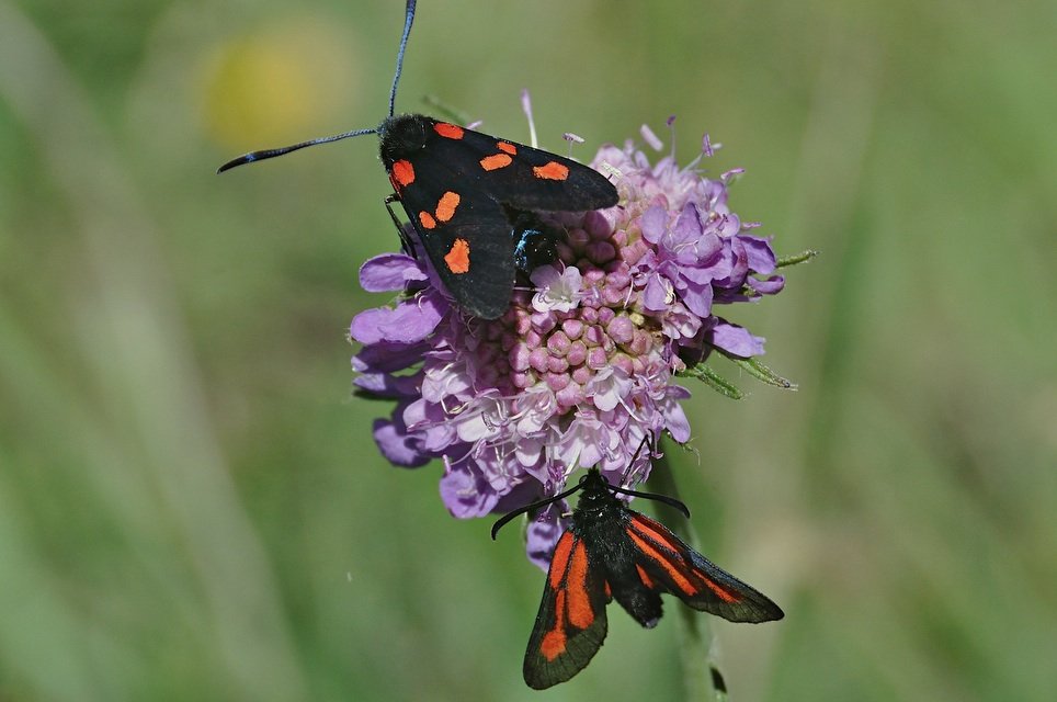 foto A044050, © Adriaan van Os, Corsavy 02-07-2017, altitud 1300 m, Zygaena purpuralis (abajo)