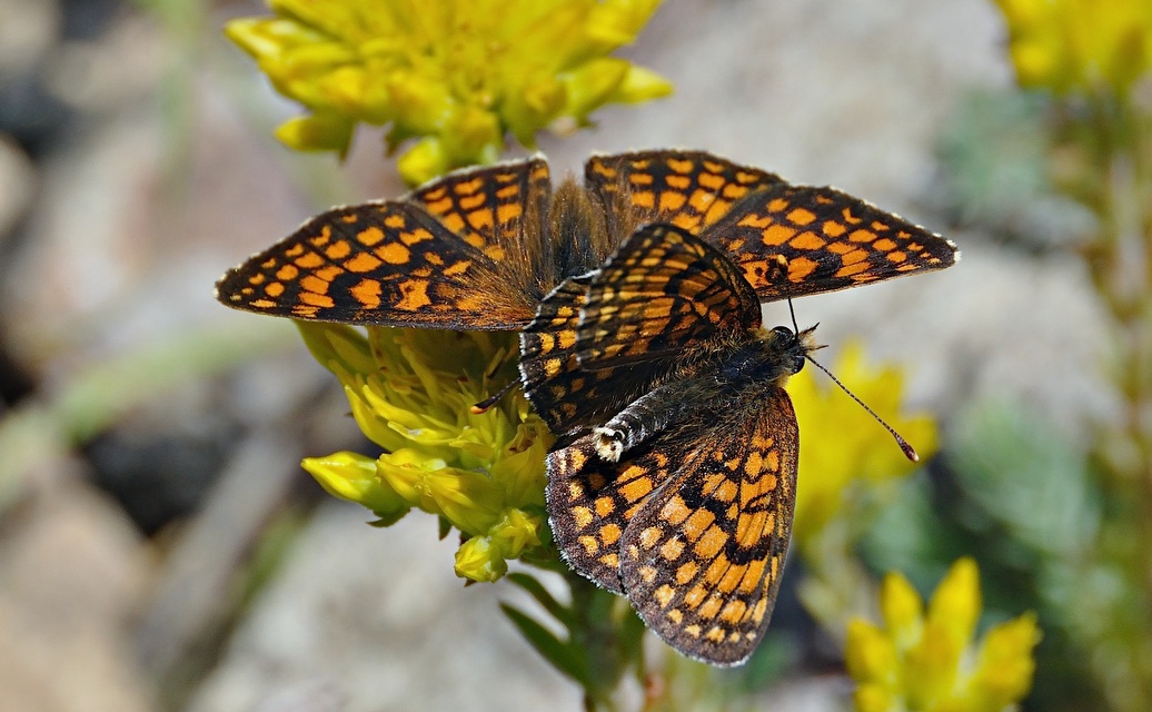 photo A044193, © Adriaan van Os, Corsavy 02-07-2017, altitude 1300 m, Melitaea athalia ?, accouplement