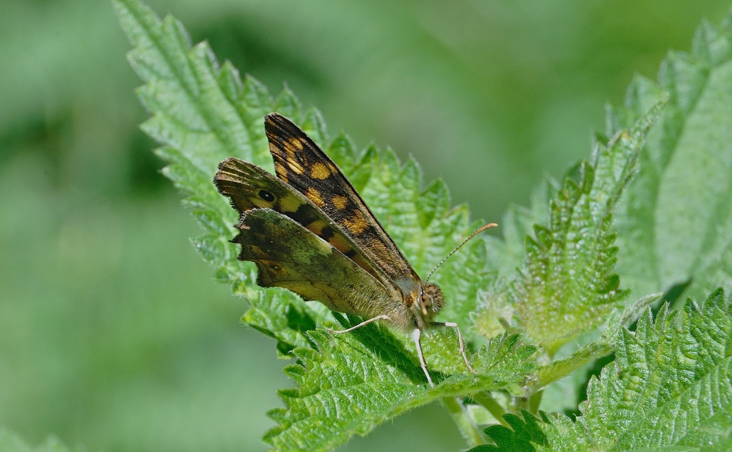 foto A044292, © Adriaan van Os, Corsavy 02-07-2017, altitud 1300 m, ♂ Pararge aegeria