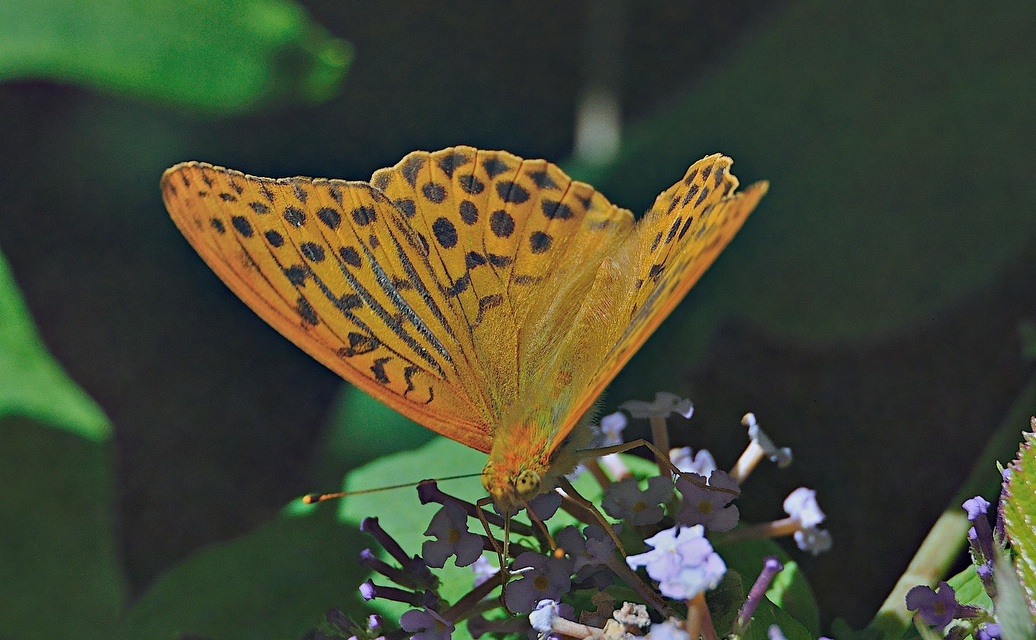 Foto A044461, © Adriaan van Os, Montferrer 03-07-2017, H�he 800 m, ♂ Argynnis paphia