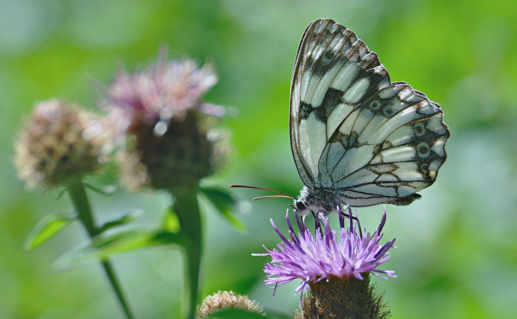 foto A044523, © Adriaan van Os, Montferrer 04-07-2017, altitud 800 m, ♂ Melanargia lachesis