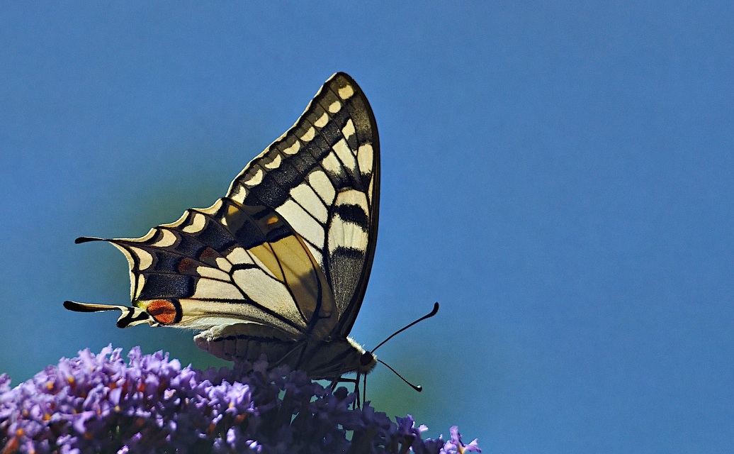 foto A044572, © Adriaan van Os, Montferrer 04-07-2017, altitud 800 m, Papilio machaon